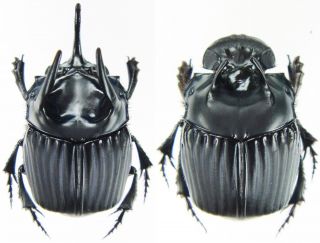 Insect - Scarabaeidae Phanaeus Haroldi - San Martin,  Peru - X - Large Pair.