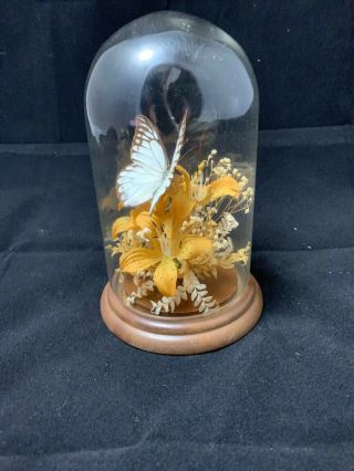 Vintage Creco Trading Corp Butterfly Taxidermy Display Glass Dome