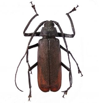Anomophysis Alfura - Prioninae 55mm Male From Timor Island,  Indonesia