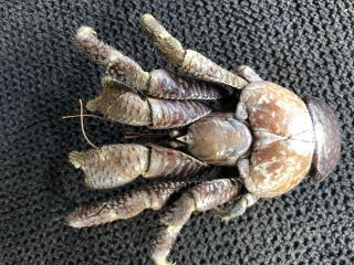 Coconut Crab Birgus Latro Item C45
