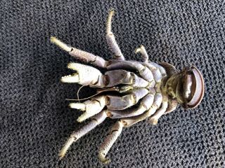 Coconut Crab Birgus latro Item C45 3