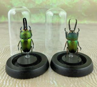 G102b Entomology Taxidermy Mt Arfak Stag Beetle Insect Specimen Glass Dsply Dome