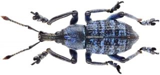 Insect - Curculionidae Eupholus Casadioi Sp.  Nov.  - C.  Papua - Male 20mm.