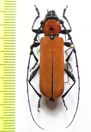 Cerambycidae,  Rosalia Pachycornis,  Thailand