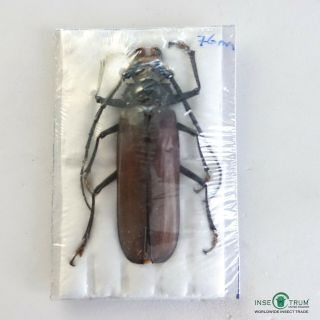 Prioninae - Orthomegas Monnei Male | Q.  Roo,  Mexico | Papered | A1,  76 Mm