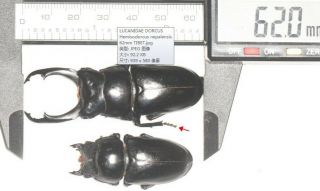 Lucanidae Dorcus Hemisodorcus Nepalensis 62mm Tibet