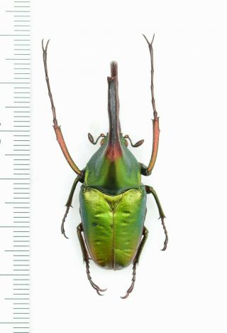 Cetoniidae Theodosia Viridiaurata 40mm From Borneo