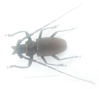 Coleoptera/cerambycidae/ Prioninae Sp 58 Mm J 42 From Peru