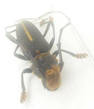 Coleoptera/cerambycidae/ Cerambycinae Sp J 26 Rare From Peru