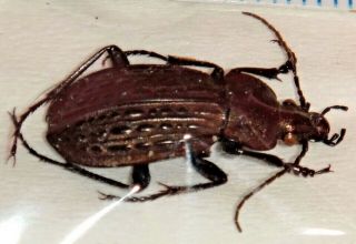 Carabidae Carabus maeander Canada 69 Carabid Ground Beetle 2