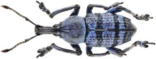 Insect - Curculionidae Eupholus Casadioi Sp.  Nov.  - C.  Papua - Male 27mm.