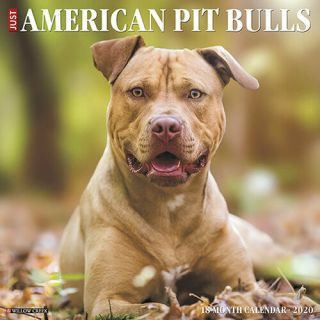 Just American Pit Bull Terriers 2020 Wall Calendar By Willow Creek Press