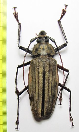 Prioninae,  Xixuthrus Microcerus Lunicollis,  Male,  Indonesia,  Buru Isl.  90mm