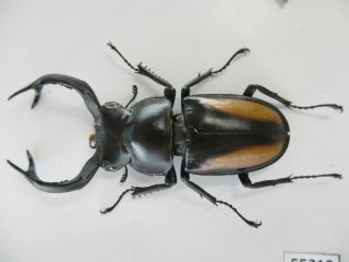 55318 Lucanidae: Rhaetulus crenatus.  Vietnam N.  60mm 2