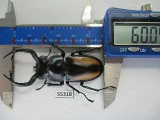 55318 Lucanidae: Rhaetulus crenatus.  Vietnam N.  60mm 3