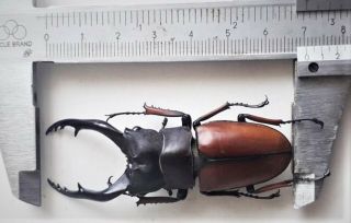 . Very Big Size Prosopocoilus Astacoides Pallidipennis 70mm From West Java Indone