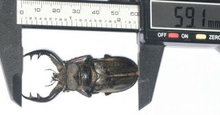 Lucanidae Lucanus Furcifer 59.  1mm Tibet