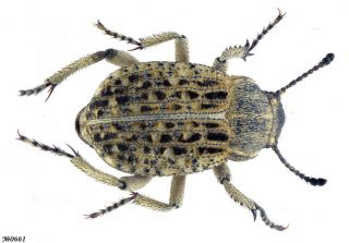Coleoptera Tenebrionidae Gen.  Sp.  South African Republic 10mm