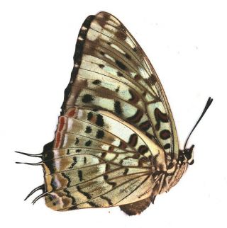 Nymphalidae Charaxes etesipe FEMALE from Cameroon 2