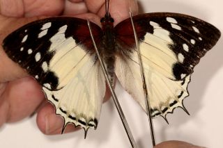Nymphalidae Charaxes Hadrianus F.  Lecerfi ? Female From Cameroon
