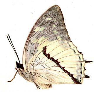 Nymphalidae Charaxes hadrianus f.  lecerfi ? FEMALE from Cameroon 2