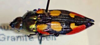 Rare Castiarina Producta Australia 027 Jewel Beetle Insect Buprestid Calodema