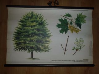 Vintage Pull Down School Chart Of Tree Norway Maple