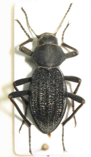 Tenebrionidae,  Tenebrionidae Sp.  407 (namibia) - Very Rare,  Only One,  Discount
