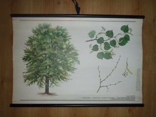 Vintage Pull Down School Chart Of Tree Small - Leaved Lime