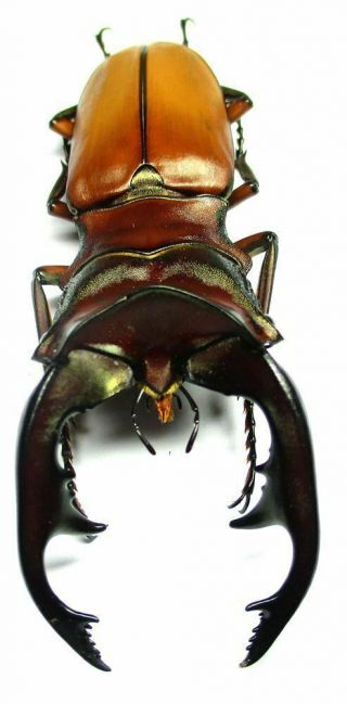 001 Pa : Lucanidae: Cyclommatus Alagari Male 66.  5mm