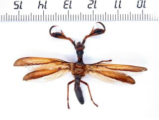Neuroptera Mantispidae Gen.  Sp.  Monster Peru