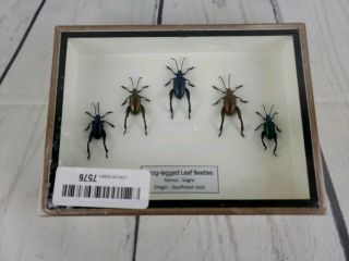 5 Frog - Legged Leaf Beetles In 3d Box - Real - Taxidermy - Very Rare - - - X02 -