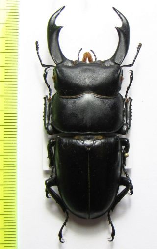 Lucanidae,  Dorcus Schenklingi,  Taiwan 72 Mm