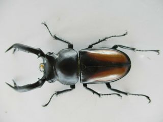 45725 Lucanidae: Rhaetulus Crenatus.  Vietnam Ngoc Linh Pro.  59mm