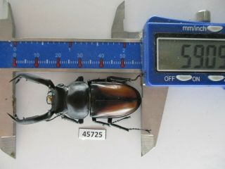 45725 Lucanidae: Rhaetulus crenatus.  Vietnam Ngoc Linh pro.  59mm 2