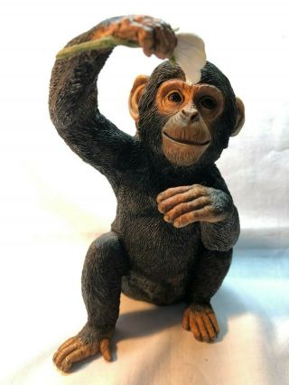 Very Cute Country Artists Natural World Babies Ca02555 Chimp