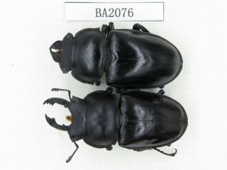 Beetle.  Neolucanus Sp.  China,  Guangdong,  Mt.  Nanling.  1p.  Ba2076.