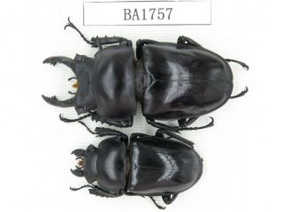 Beetle.  Neolucanus Sp.  China,  Guizhou,  Mt.  Miaoling.  1p.  Ba1757.