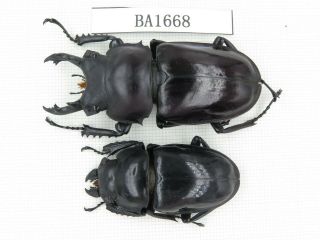 Beetle.  Neolucanus Sp.  China,  Guizhou,  Mt.  Leigongshan.  1p.  Ba1668.