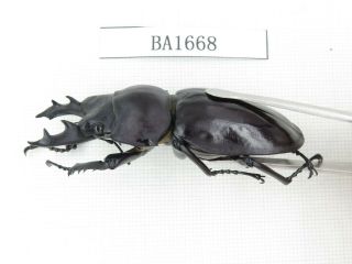 Beetle.  Neolucanus sp.  China,  Guizhou,  Mt.  Leigongshan.  1P.  BA1668. 2