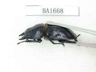 Beetle.  Neolucanus sp.  China,  Guizhou,  Mt.  Leigongshan.  1P.  BA1668. 3
