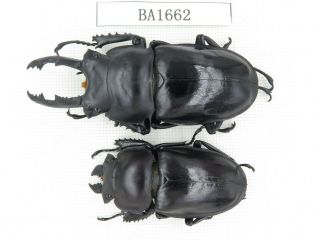 Beetle.  Neolucanus Sp.  China,  Guizhou,  Mt.  Leigongshan.  1p.  Ba1662.