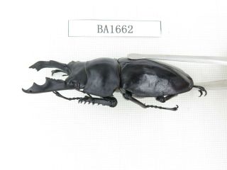 Beetle.  Neolucanus sp.  China,  Guizhou,  Mt.  Leigongshan.  1P.  BA1662. 2
