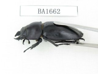 Beetle.  Neolucanus sp.  China,  Guizhou,  Mt.  Leigongshan.  1P.  BA1662. 3