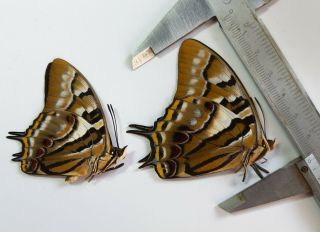 Uncommon Nymphalidae : Polyura Pyrrhus 1 Pair,  Seram,  Indonesia