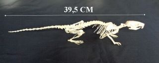 Taxidermy: Rattus Argentiventer Skeleton (tikus Sawah) Large