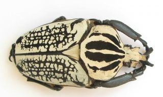Goliathus Orientalis Male 81mm (cetoniinae)