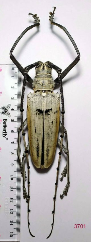1x.  Big Size Batocera Hercules 91mm From Central Sulawesi (3701)