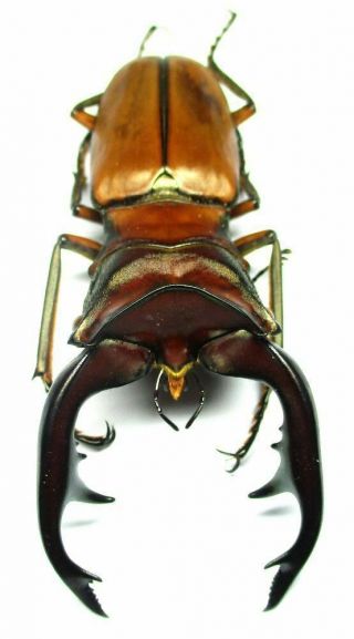 005 Pa : Lucanidae: Cyclommatus Alagari Male 65.  5mm