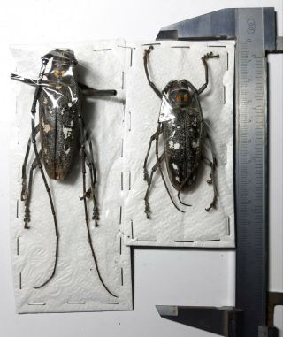 Xlarge Cerambycidae : Batocera Humeridens Ssp.  Pantar Isl. ,  1 Pr,  Indonesia.